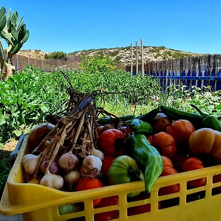 Kalliope Amoopi - Karpathos Lakki (Karpathos)